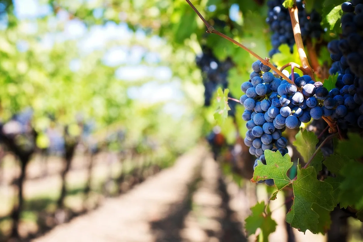 Pourquoi le van est le mode idéal pour traquer le vin nature bourguignon