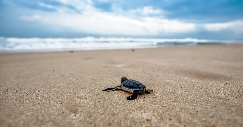 Snorkeling ou plongée bouteille : quelle option pour voir des tortues ?
