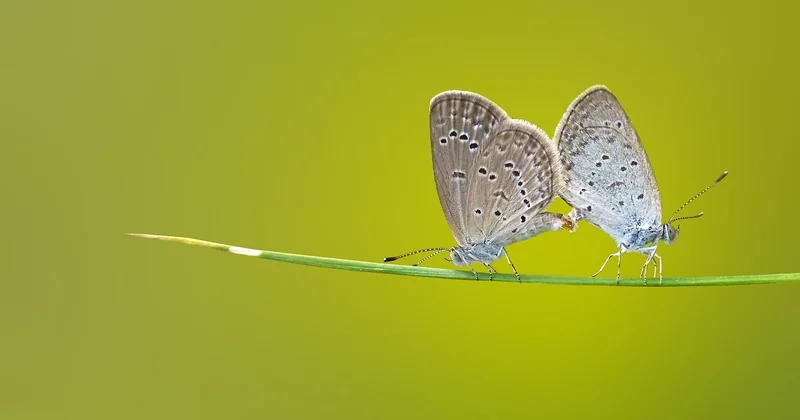 Où manger de vrais insectes grillés en Thaïlande