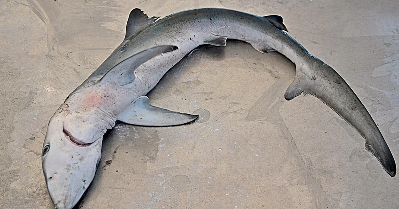 Malapascua : la plongée requin dont personne ne vous parle