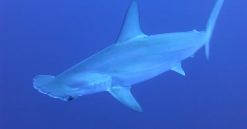 Malapascua : l'île insolite des requins-renards