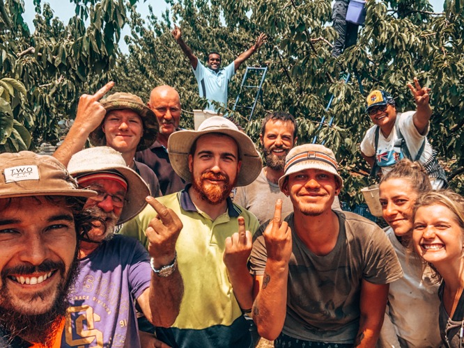 arnaques fruit picking en australie